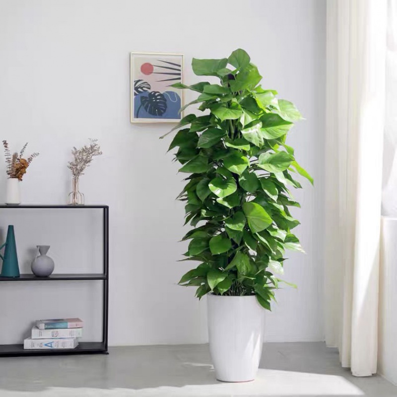 【官方旗舰】大叶绿萝柱子室内大型盆栽客厅绿萝办公室绿植花卉 1.