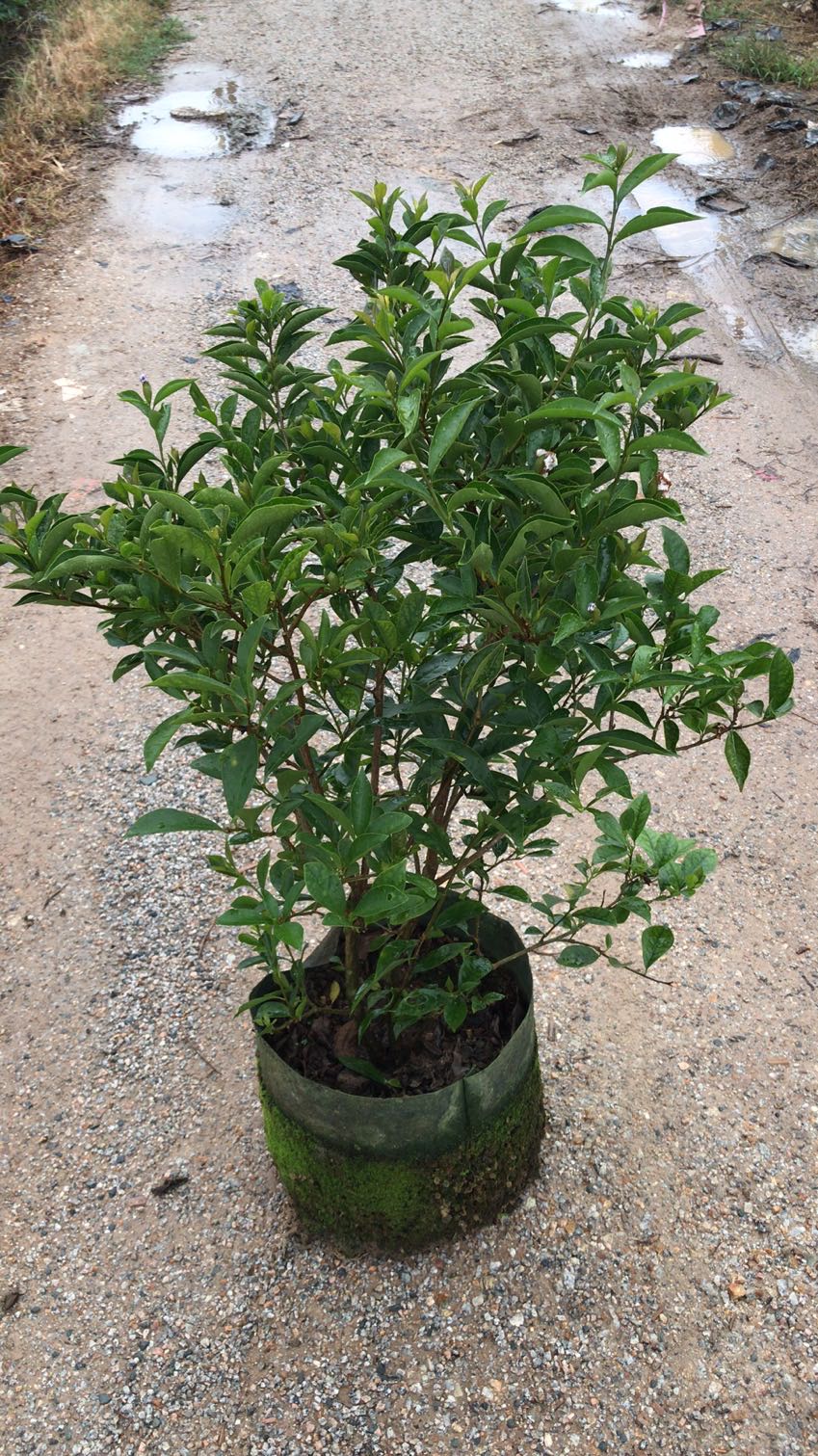 鸳鸯双色茉莉花树苗浓香型办公室阳台四季开花的木本花卉盆栽 带花苞