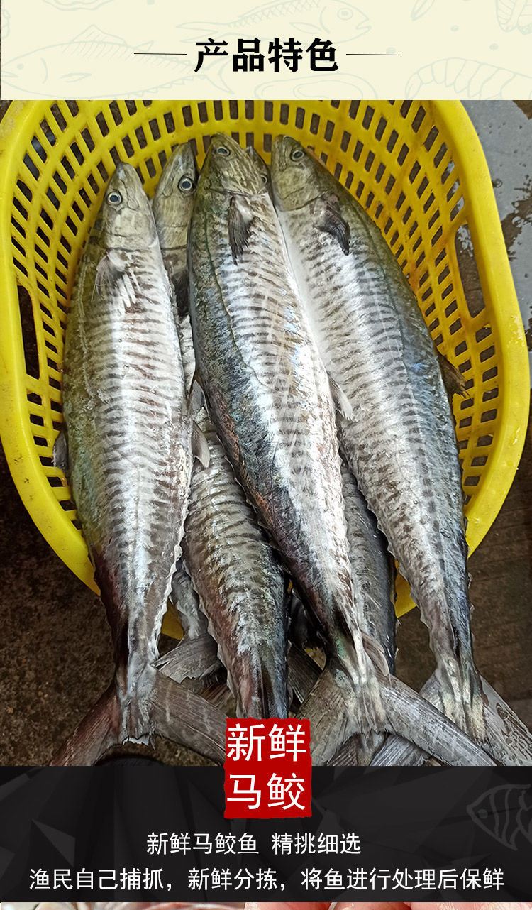 【順豐直達】馬鮫魚新鮮全中段湛江海鮮鮁魚馬交魚冰凍新鮮海南馬跤魚