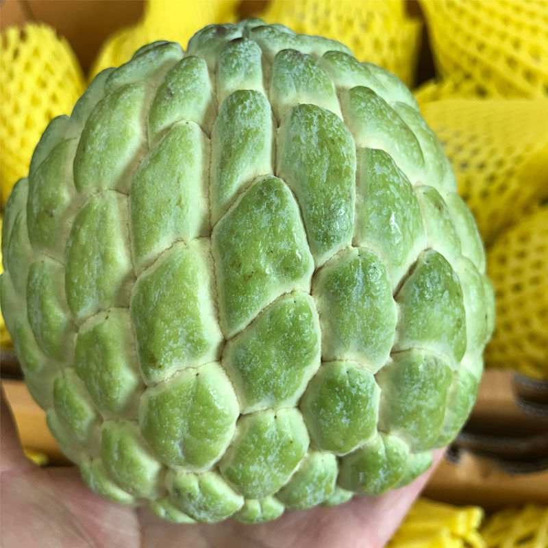 【顺丰速达】牛奶释迦果5斤新鲜佛果头番大目释迦摩尼果番荔枝 实惠装