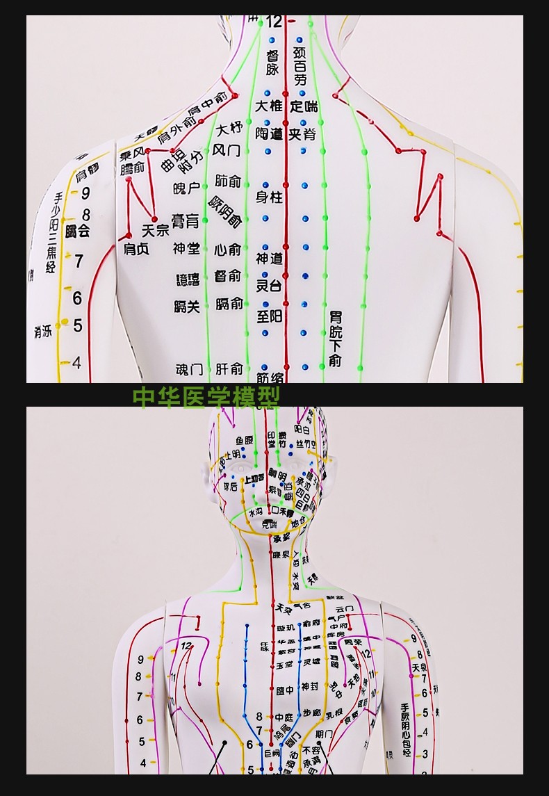 中医针灸穴位人体模型超清晰十二经络小皮人人体针灸模型男女模型