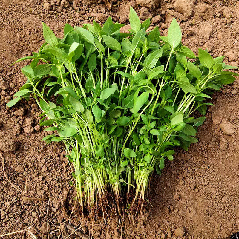 河南荆芥菜苗新鲜食用500克青菜蔬菜嫩茎芥荆菜现摘现发农家特产带根1