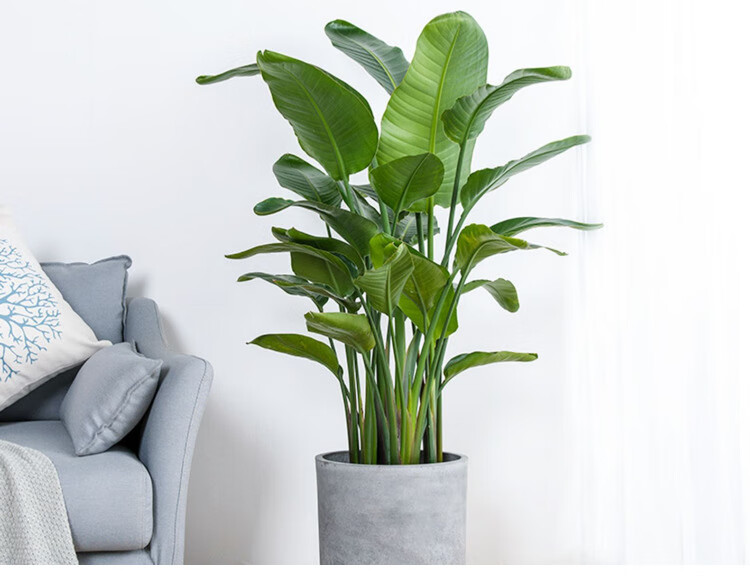 观叶鹤望兰 室内盆栽植物办公室花卉绿植阔叶盆景 草编盆(1.3m) 带盆