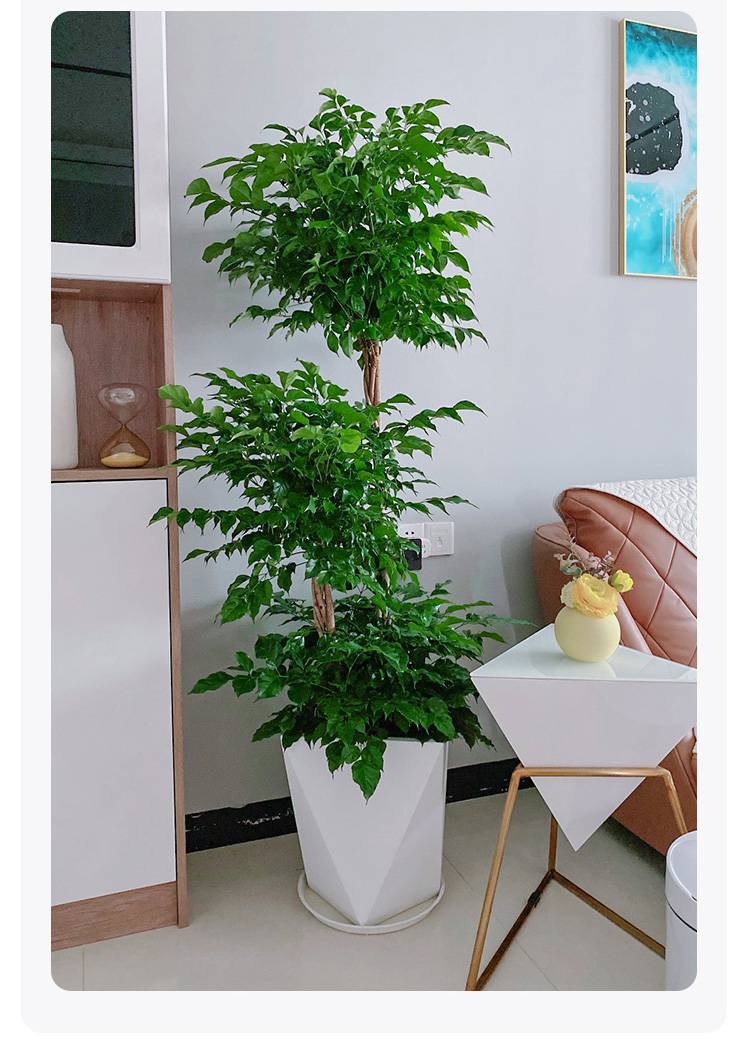 送货到家三杆球形幸福树盆栽大老桩室内客厅家门口花园别墅平安树吸