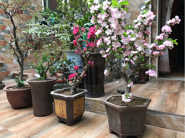 梅花盆栽梅花树耐寒植物四季花卉 长寿冠海棠 15年【造型优美】【图片