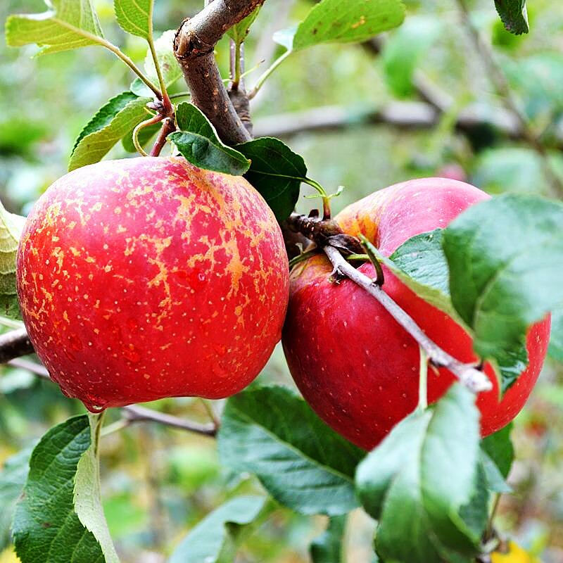 源外园 云南昭通小苹果10斤冰糖心丑苹果嘎啦洛川红富士水果新鲜当季