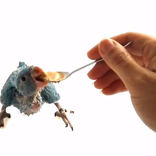 养幼鸟喂奶勺子喂养工具奶杯温度计雏鸟用品套装 喂鸟勺子一把【图片