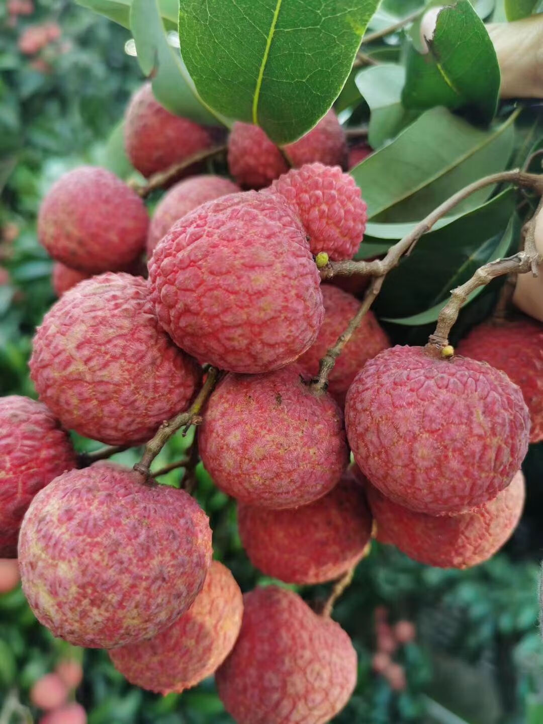 广西荔枝黑叶荔白糖罂带箱3/5新鲜当季 3斤荔枝普通装