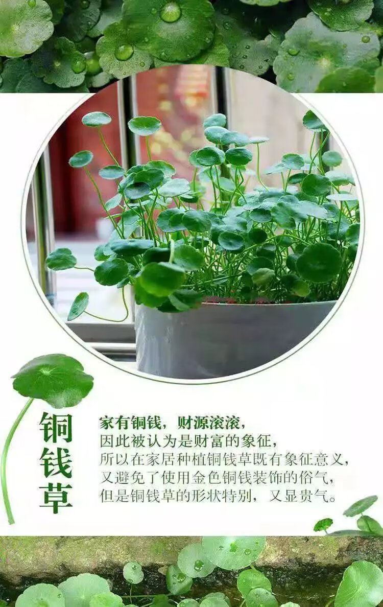 2，銅錢草水培植物辦公室桌麪盆栽金錢草花卉室內水養綠植 銅錢草帶葉2盆+肥【不含盆】