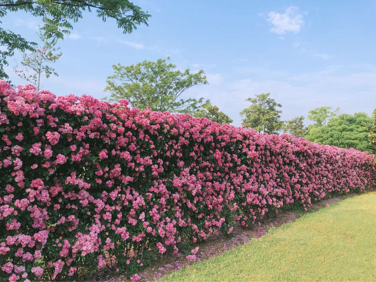 蔷薇花苗藤本月季大花浓香庭院爬藤植物花卉盆栽欧月玫瑰四季开花
