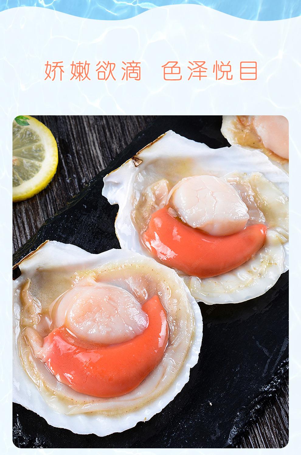 虾滩鲜活冷冻半壳大虾夷扇贝原汁去脏生鲜贝类可做蒜蓉粉丝扇贝火锅