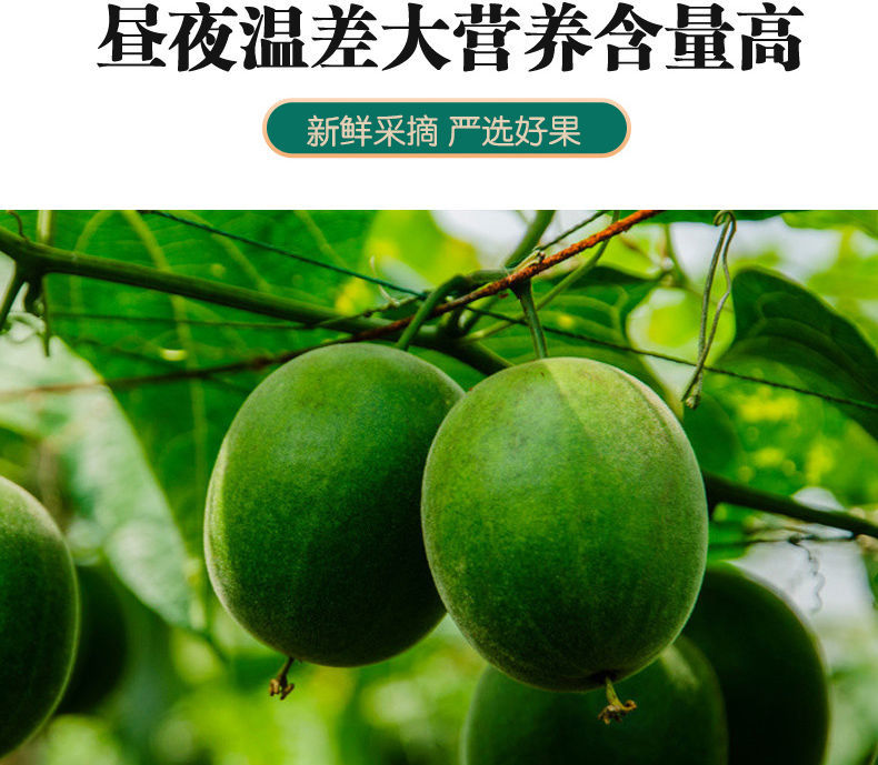 罗汉果大果干果桂林特产黄金果独立包装枇杷菊花 51-58毫米黄金罗汉果