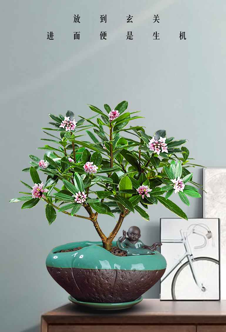 花姬金边瑞香盆栽室内常青好养植物开花浓香盆景耐寒老桩冬季花卉瑞香