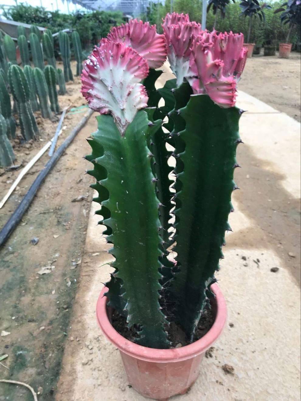 多肉巴西龙骨花量天尺仙人柱龙骨嫁接彩麒麟 一紫一青一对多头2颗(30