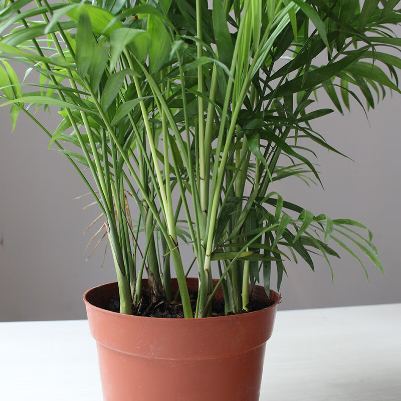 袖珍椰子树小盆栽袖珍椰子植物桌面迷你多肉创意组合椰子树内室净化