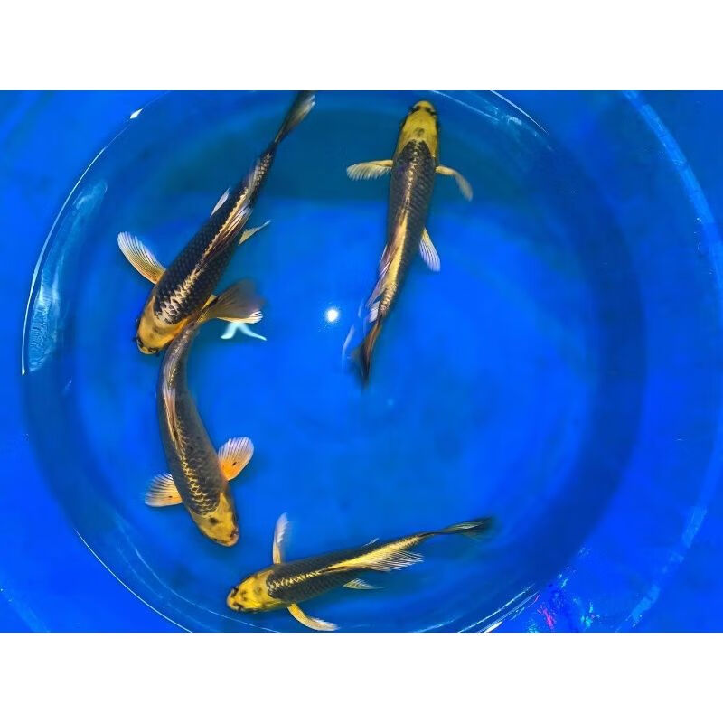 四条松叶龙凤锦鲤套餐冷水观赏鱼活体组发四条长尾1114厘米一组四条德