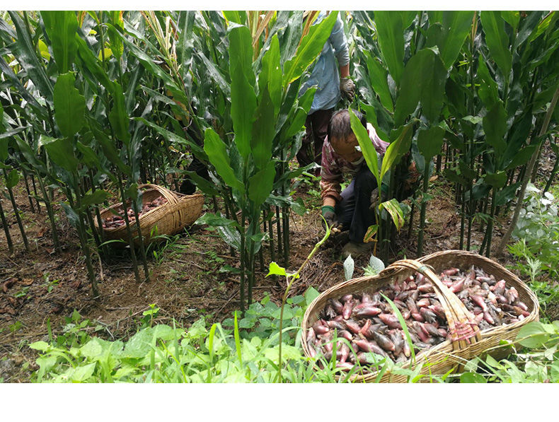 云南洋荷姜阳荷姜新鲜野生洋河阳和姜洋火阳藿洋荷洋胡姜蔬菜 【10斤