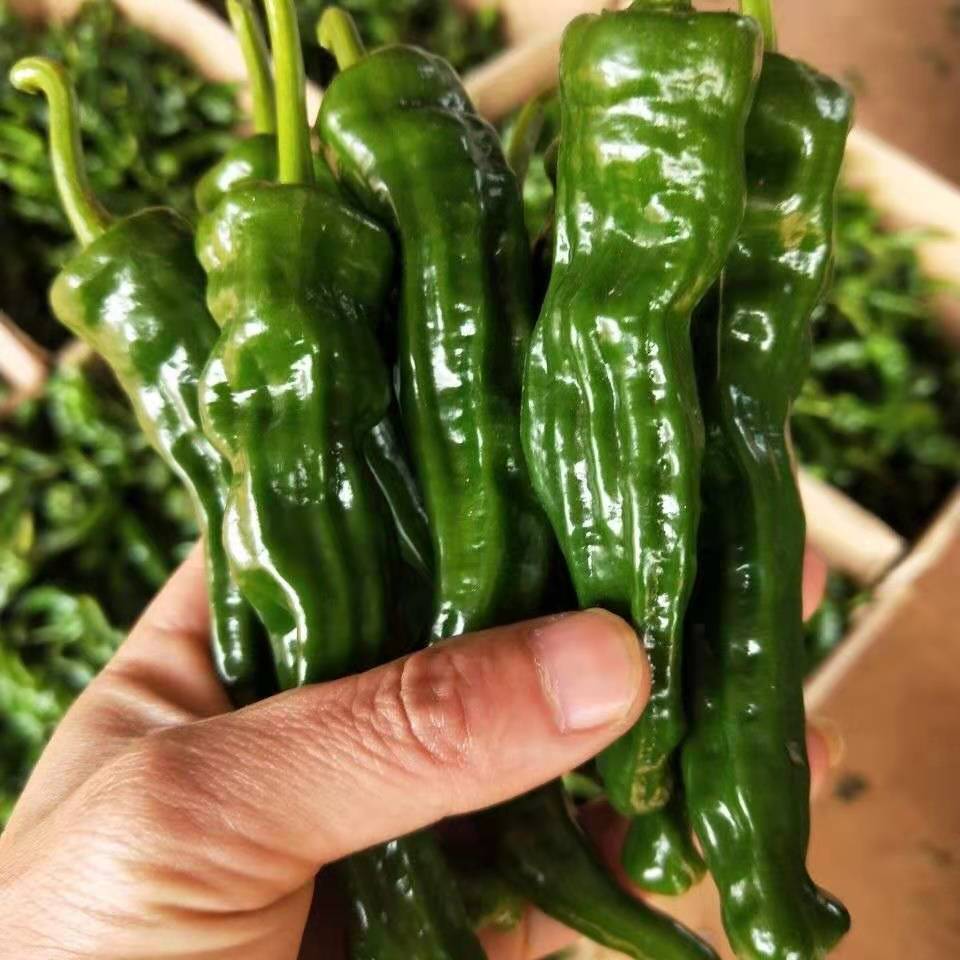 【产地直发】特辣辣椒新鲜青辣辣小皱皮辣椒批发薄皮青椒新鲜蔬菜_椒