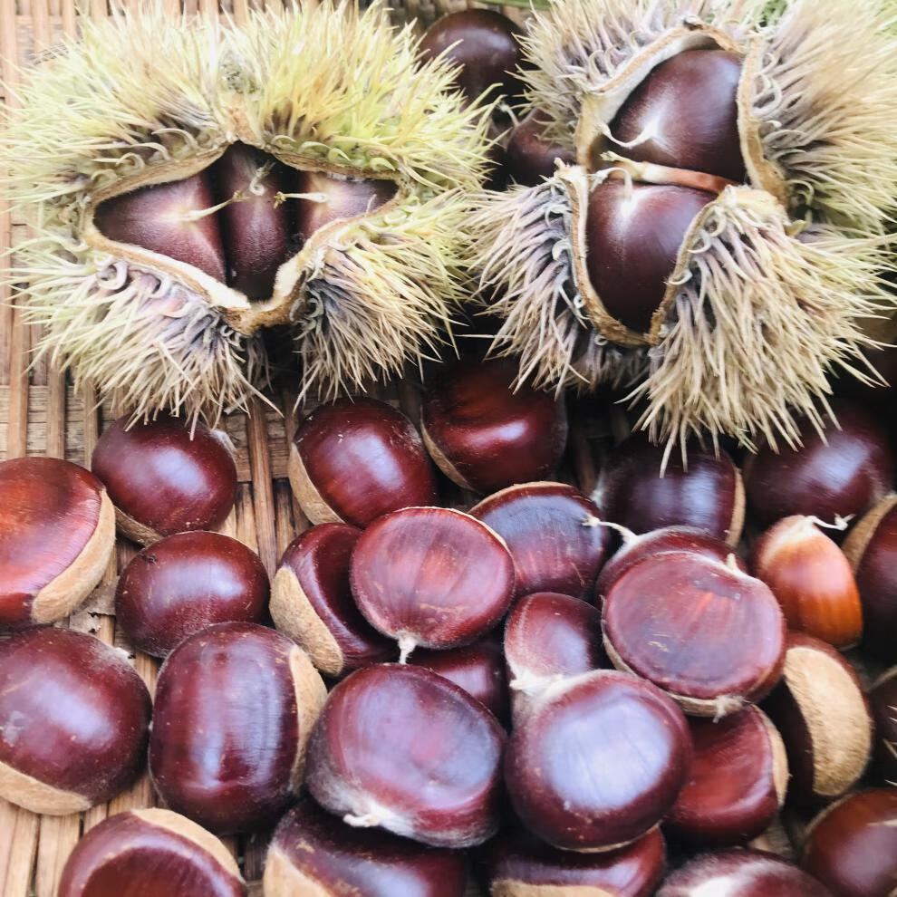 【顺丰产地只发】2021新鲜生板栗贵州土特产农家自种新鲜水果毛栗子