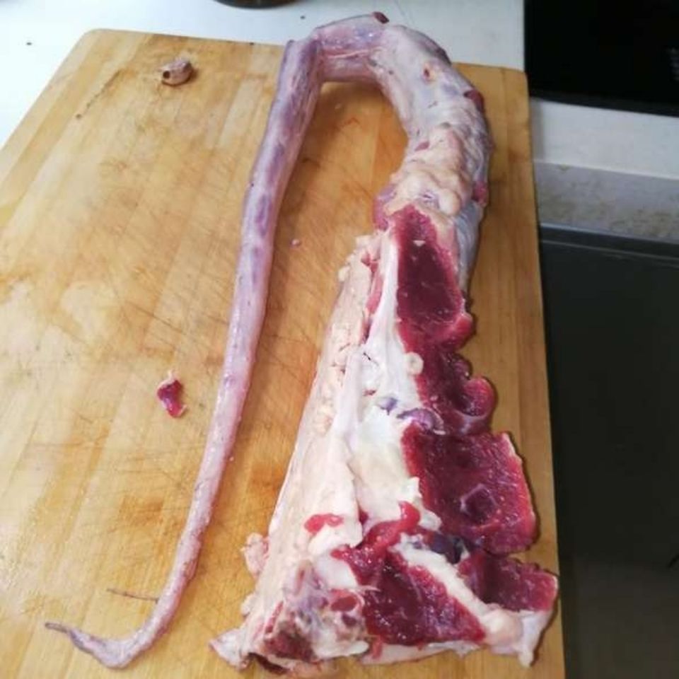 现宰放养土黄牛牛尾巴整根牛尾巴整切牛尾巴不带尾骨3斤