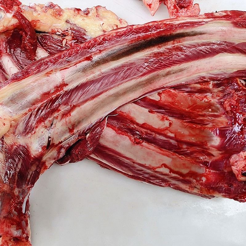 驴排骨新鲜不带皮生驴肉驴肋条带骨头驴排现宰真空包装驴排骨姬禄福2