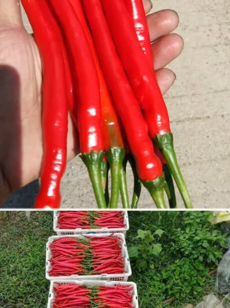 香辣二金条辣椒种子大金条红线椒种子二荆条辣椒籽高产果长20厘米 香