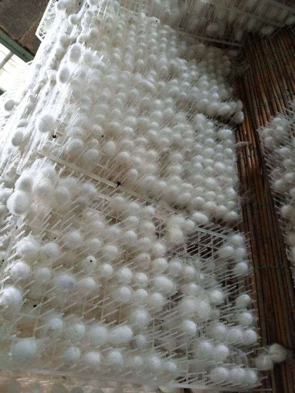 卫亮 养蚕专用结茧网蚕宝宝吐丝养殖塑料网蚕簇新型塑料方格簇蚕蔟