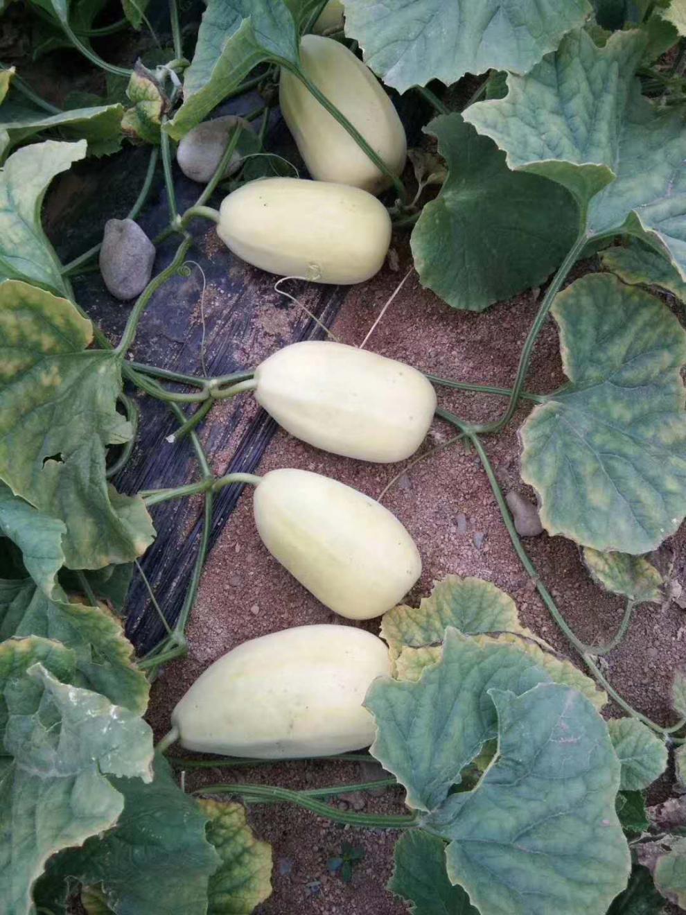 青樱红荔青州特产弥河银瓜大关营沙滩火银瓜甜瓜现摘5斤古代贡品