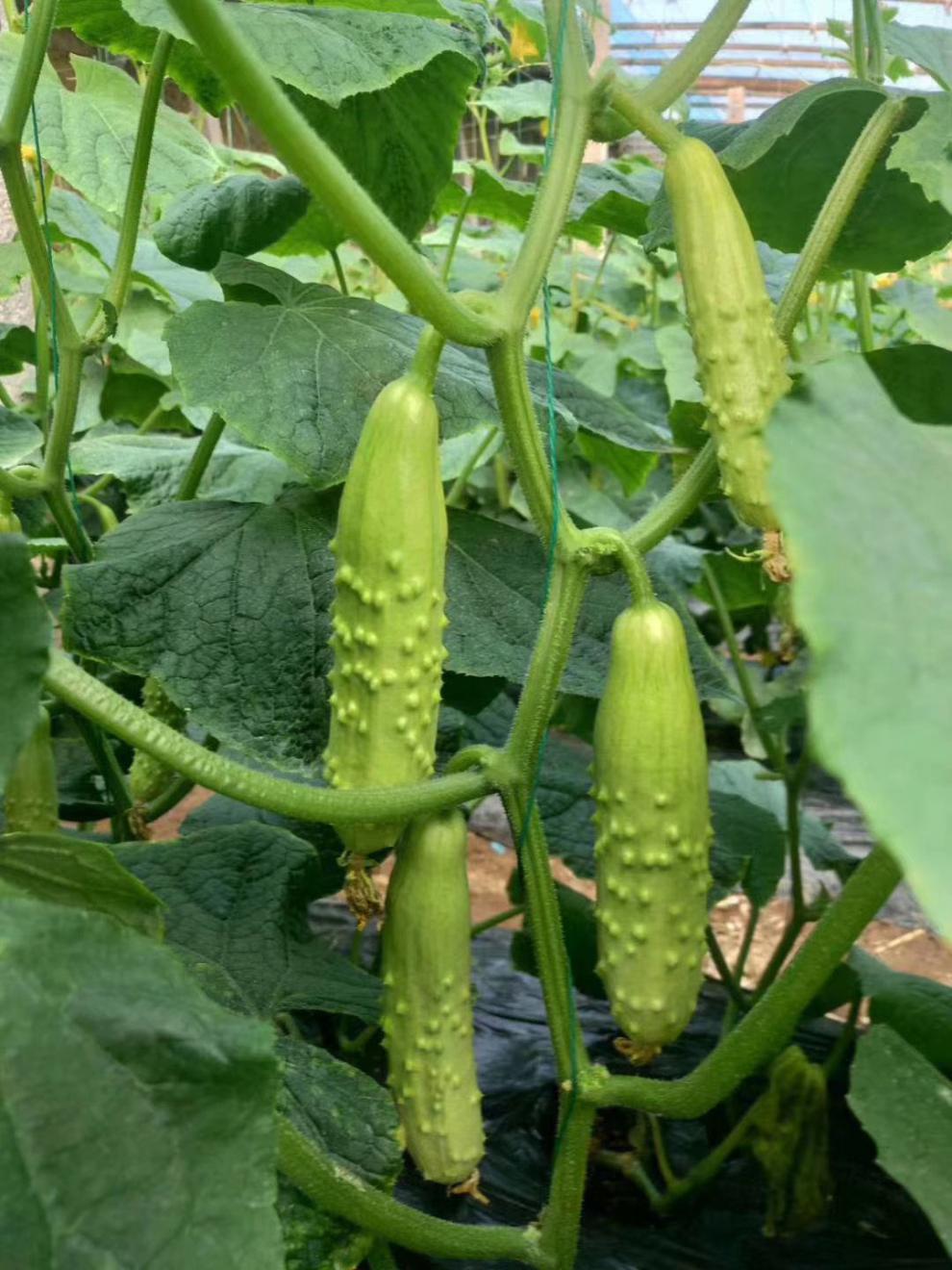 海阳白玉黄瓜新鲜水果小黄瓜当季脆嫩白黄瓜蔬菜水果青瓜三斤