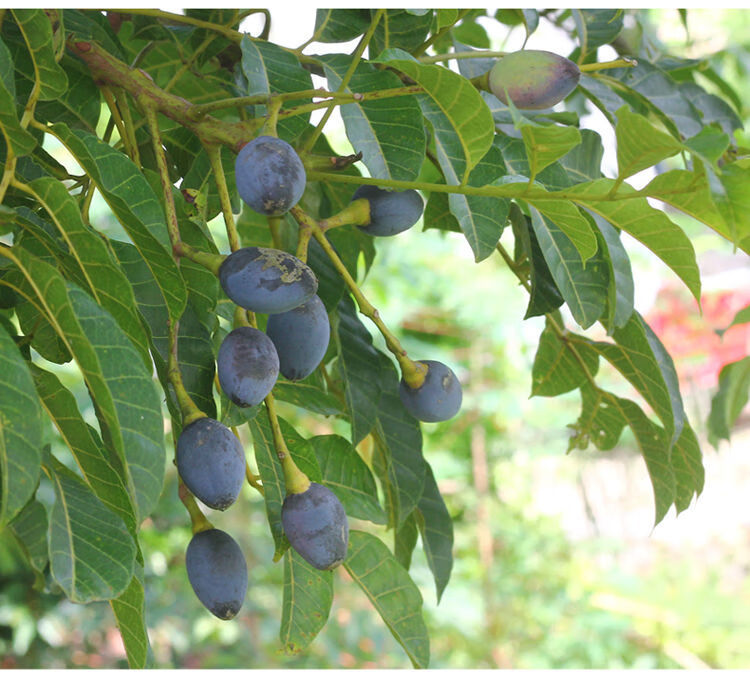 新鲜黑橄榄生油榄乌榄子香丁香角咸黑榄橄榄鼓下饭菜多省【网红】