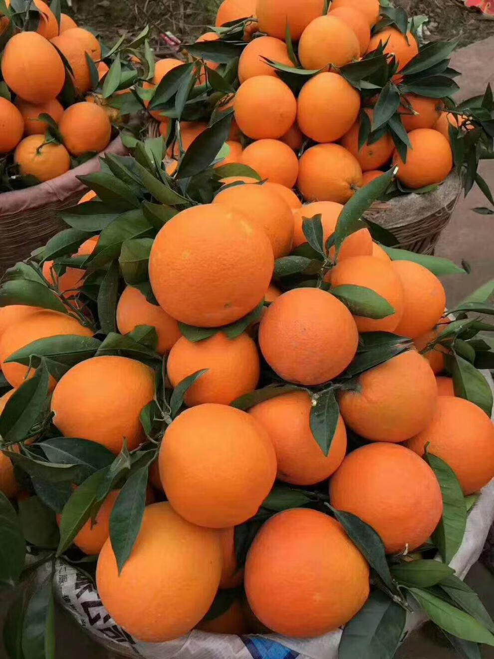 赣南橙子 江西特产手剥冰糖橙皮薄多汁赣州脐橙赣南现摘带叶脐橙子20