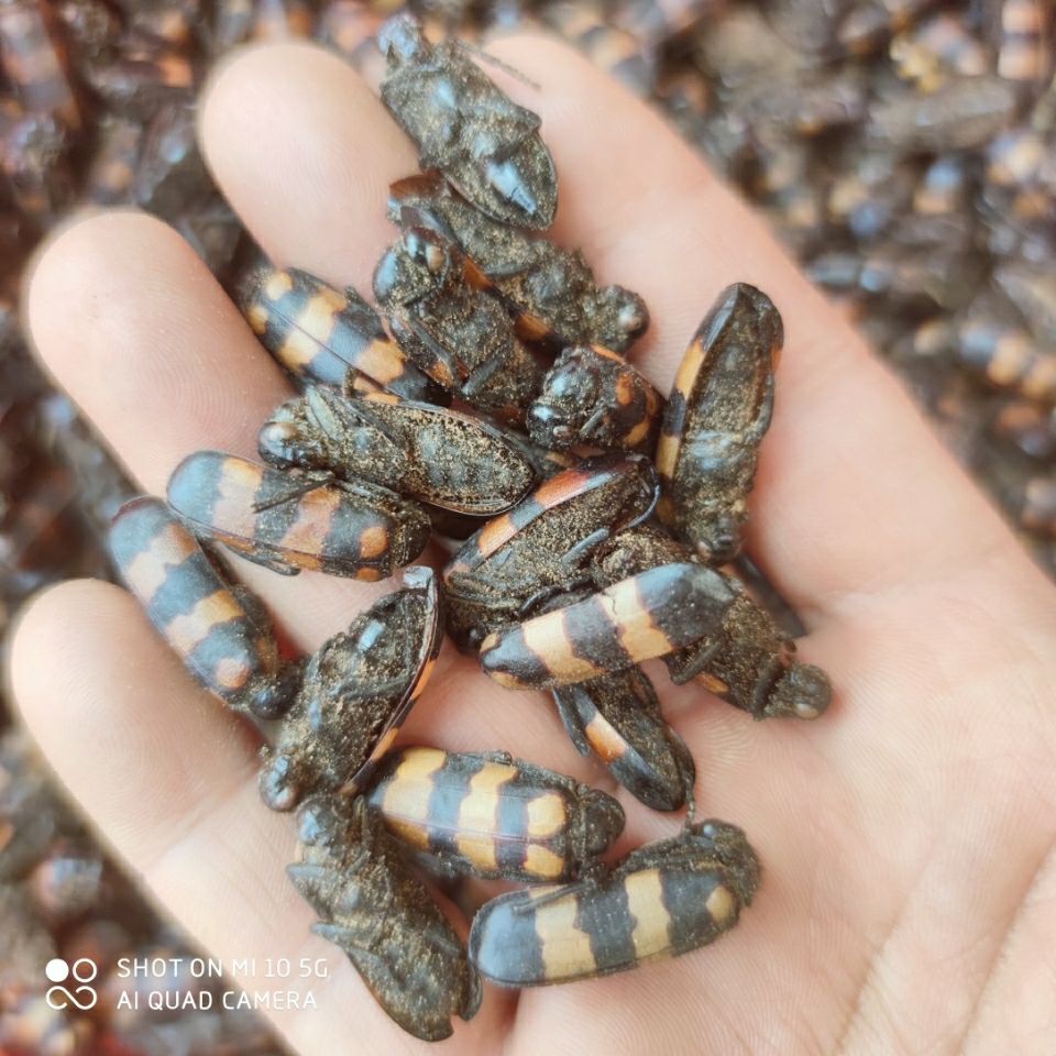 伟博云南中药材班毛,蝥虫,班毛,斑虫选装大个禁止内服 只能外用 50克