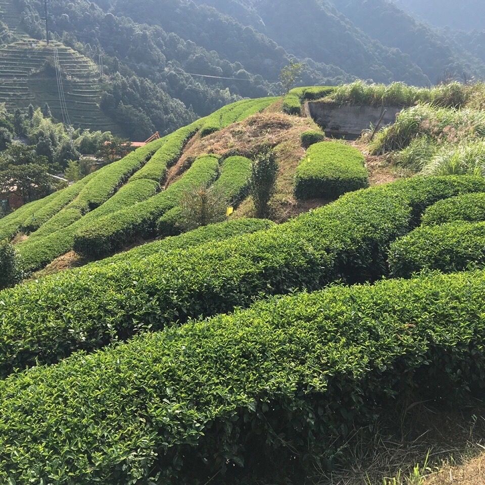 金奖平和白芽奇兰乌龙茶特级浓香高海拔白芽奇兰茶金奖250克一盒30