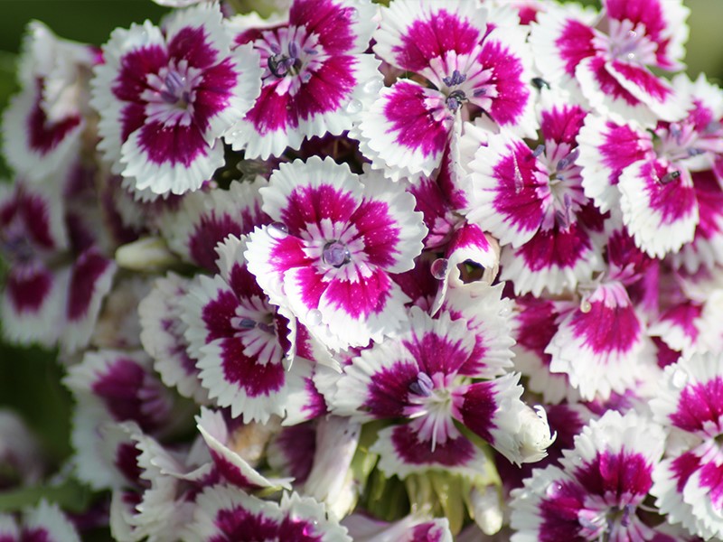 菜友欧石竹初吻花种五彩石竹花种籽少女石竹种子常夏石竹美国石竹种孑