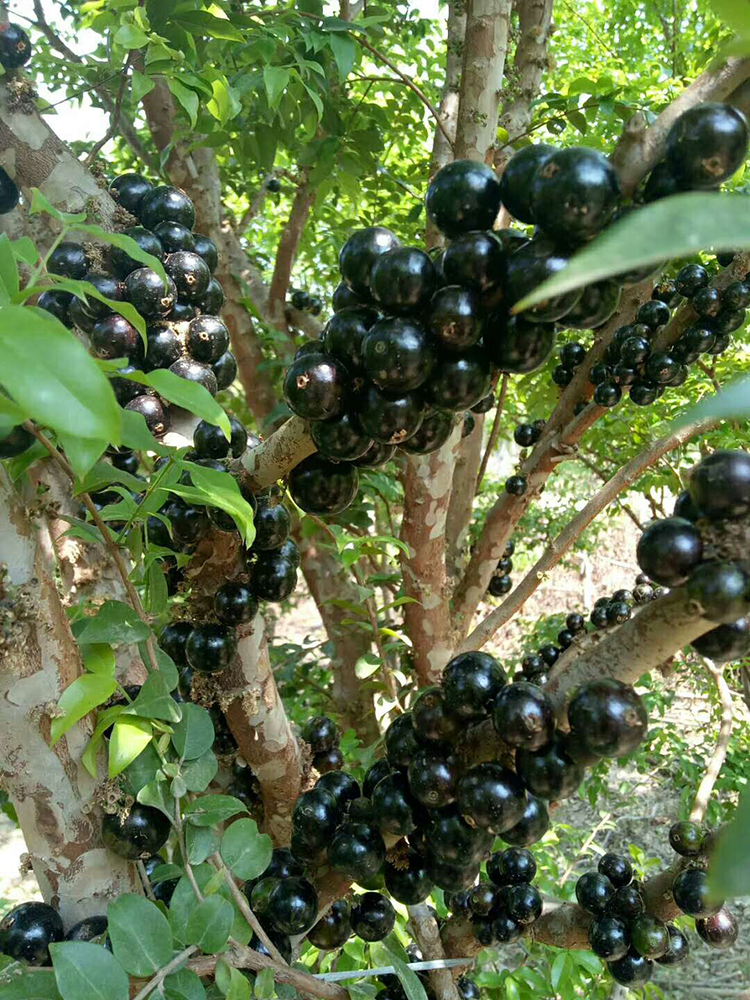 顺丰速运 嘉宝果新鲜水果树葡萄鲜果现摘现发孕妇应季罕见稀有水果 1