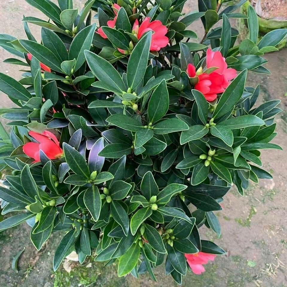 杜鹃红山茶花四季杜鹃山茶花嫁接红山茶花苗盆栽阳台庭院四季开花 7年