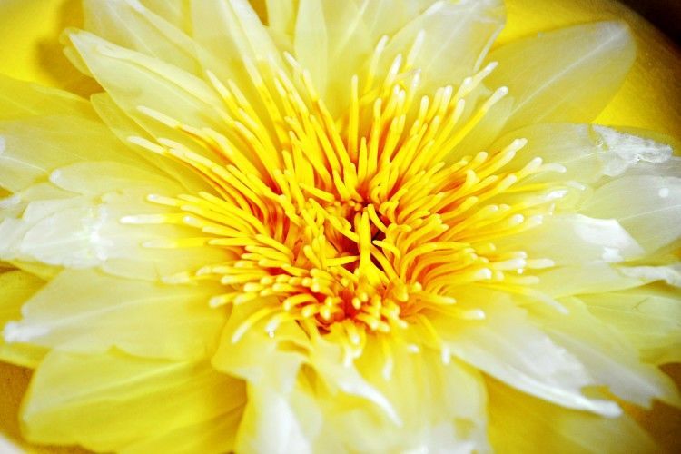 京力推荐莲花茶观音金莲花香水莲花茶九品香莲茶单朵花片鲜花茶a紫色