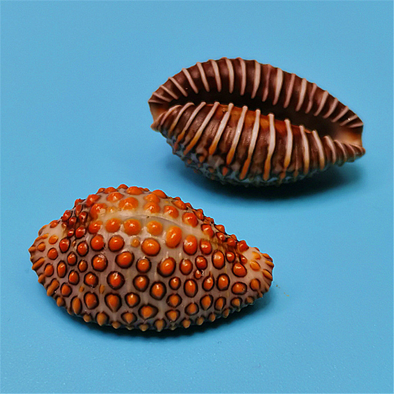 天然海螺贝壳稀有宝螺标本鱼缸水族造景装饰地中海家居收藏小摆件精致