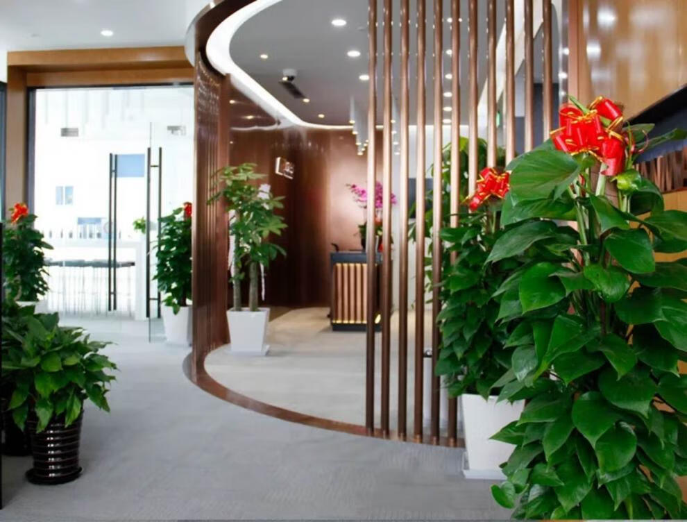 大叶绿萝办公室客厅大型绿植盆栽室内绿植物绿萝柱蓝丽雅塑料原土自带