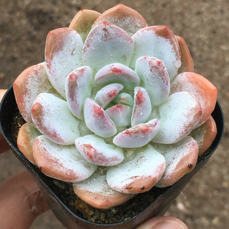 京选推荐老桩桃之卵粉红桃蛋奶酪雪莲多肉植物盆栽花卉奶油公主2头5cm