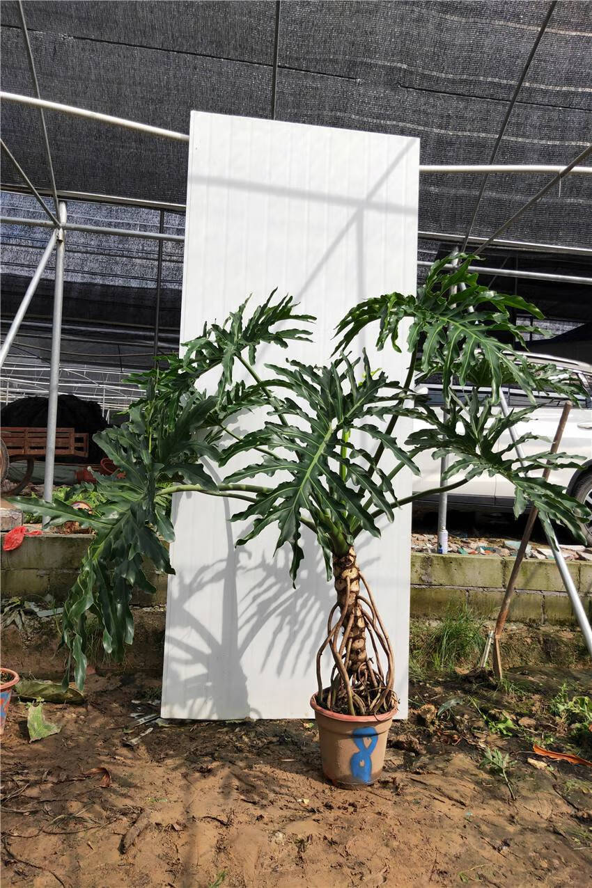 春羽龙鳞 杆老桩室内大小盆栽一物一拍水培绿植吸自产自销 荧光绿 73