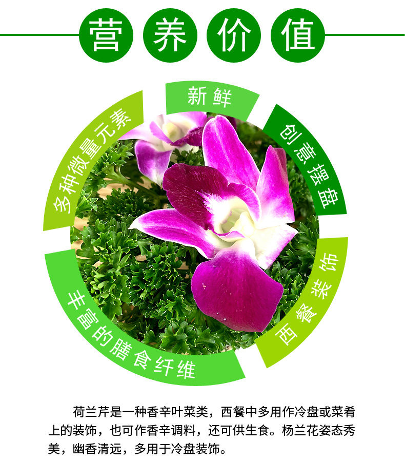 老农夫新鲜杨兰花荷兰芹组合香芹菜洋兰花火锅酒店西餐摆盘装饰花草