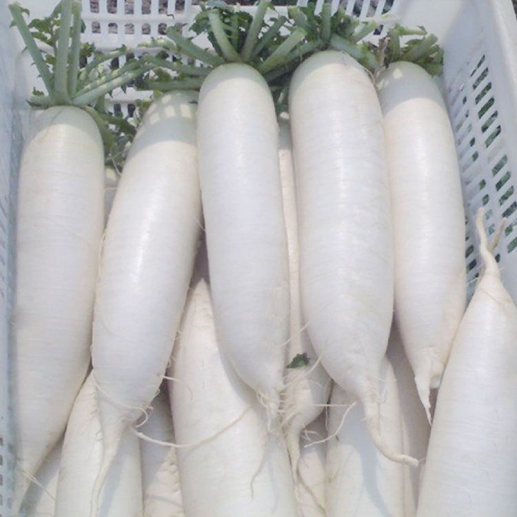 韩国白玉春进口白萝卜种子白萝卜高产易种北方秋季四季散种籽蔬菜