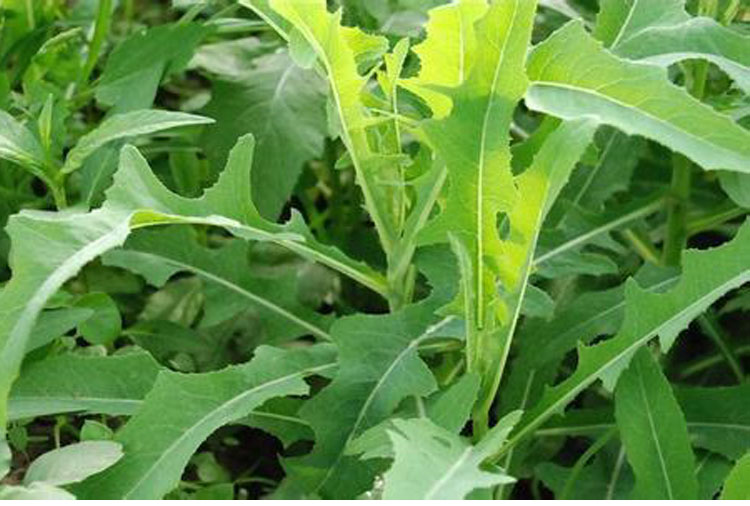 野生苦麻菜种子大叶苦麦菜野菜曲麻菜特色蔬菜四季阳台盆栽籽种籽大叶