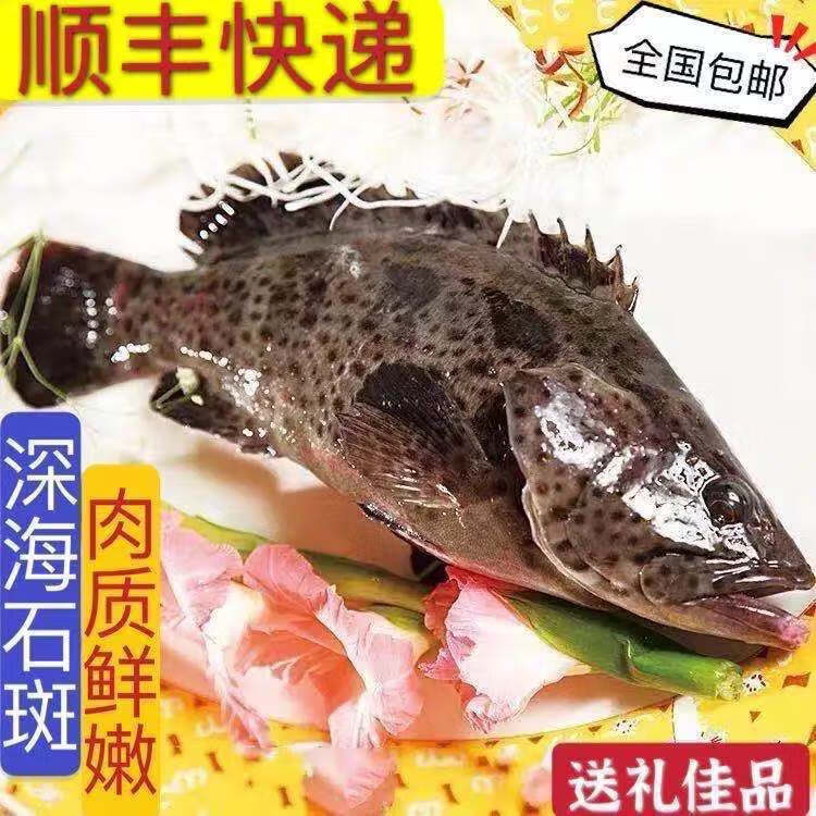 銘心順豐速發深海野生石斑魚鮮活石斑魚石斑魚冷凍珍珠斑魚龍膽老虎斑