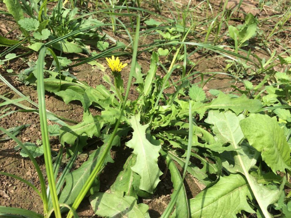 新鲜蒲公英当季现挖带根婆婆丁3斤野生蘸酱菜嫩叶500g