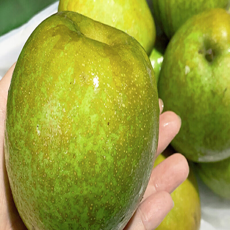 上海奉贤庄行蜜梨翠冠梨脆甜多汁肉质细腻当季新鲜时令水果 3斤