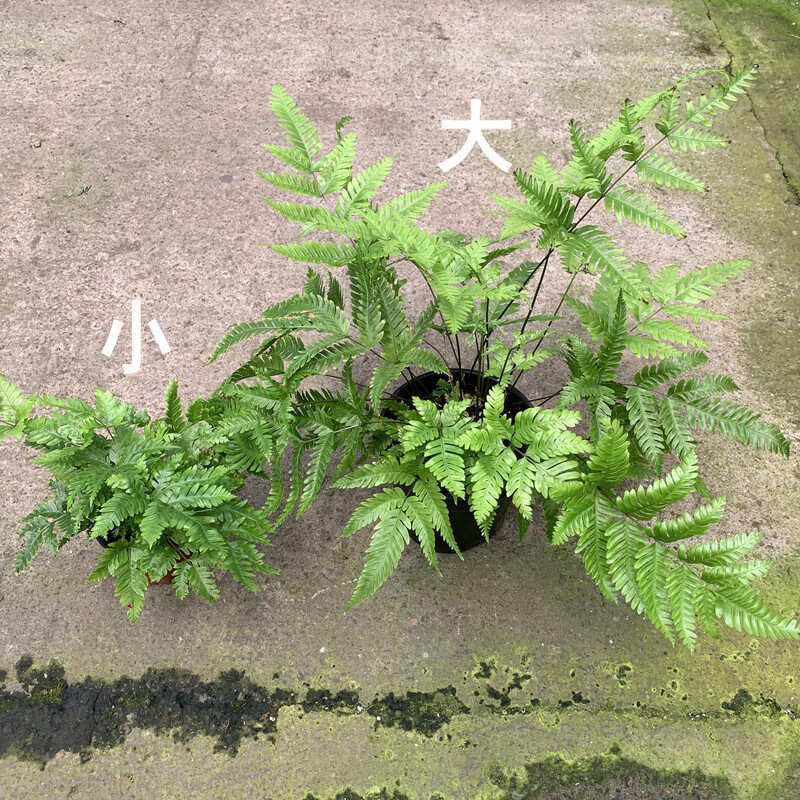 桌面厥类植物狼尾鸟巢铁线心愿珊瑚冬青蕨生态微景观造景观叶绿植网纹