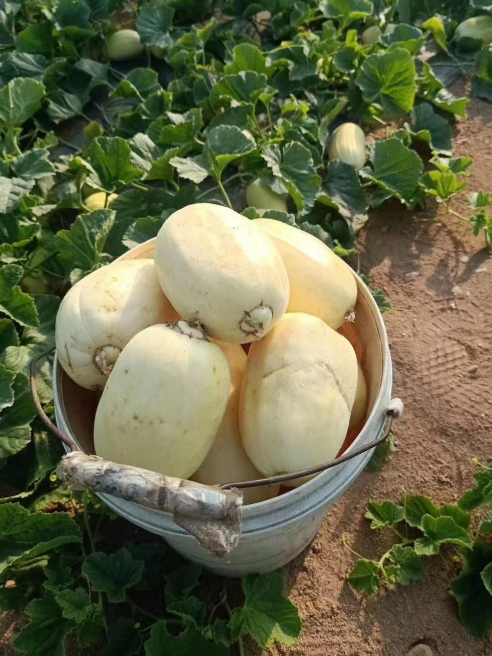 青樱红荔青州特产弥河银瓜大关营沙滩火银瓜甜瓜现摘5斤古代贡品