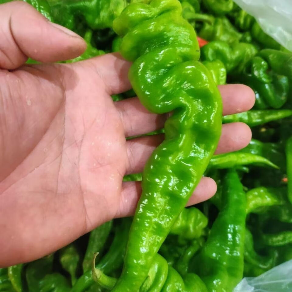 辣青椒薄皮辣椒螺丝椒特辣香辣产地整箱5斤香辣净重五斤
